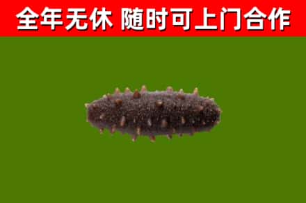 甘孜州回收海参干